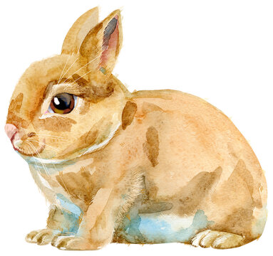 Watercolor illustration of beige rabbit