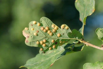 Galls of the spangle gall wasp (Neuroterus quercusbaccarum). on an oak leaf.