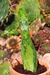 kaktus Nopalea cochenillifera var. Variegata