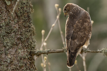 Buse variable