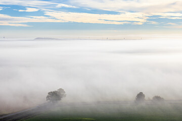 Aerial view at trees in misty morning light