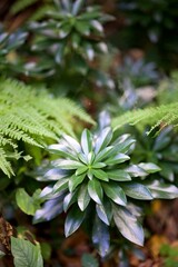 Fleur nature altitude Ariège montagne. 