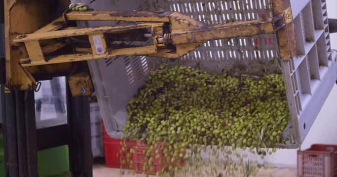 Harvested olives loaded to press hopper in olive oil mill during the Olive oil production process in Sicily, Italy