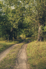 road in autumn forest