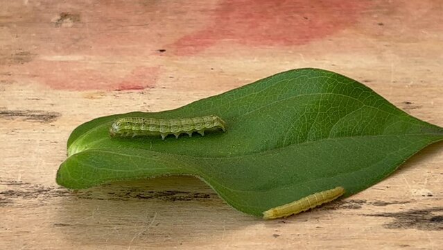 Two green caterpillars crawl on a green leaf on a wooden table. Garden pests, cotton bollworms, helicoverpa armigera (Lepidoptera: Noctuidae) caterpillar.