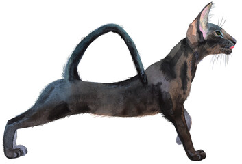 Watercolor oriental black cat. Painting animal illustration