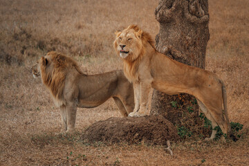 Wildlife of Tanzania 