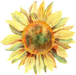 Watercolor sunflower isolated. Hand drawn clipart.