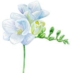 Hand drawn white freesia flowers in watercolor. Design element for wedding invitations, cards