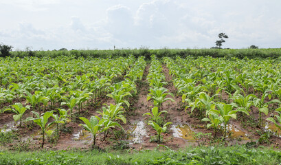  A Picture of Pesticide free Tobacco plants cultivated in an agricultural field in the Hill station of Coorg in Karnataka, India.

