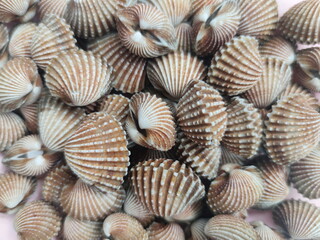 Tegillarca granosa or also known as a cockle , Blood clam. Close Up Shot. After Cooked. With Thai Spicy Seafood Sauce. Popular Thai Food.