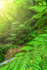 Naklejka na ściany i meble Tropical rainforest in the rainy season during sunrise.