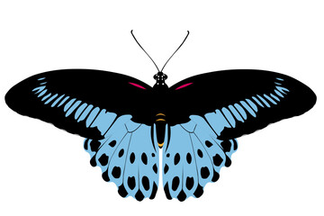  Butterfly Papilio polymnestor isolated, the blue Mormon,  is a large swallowtail butterfly found in south India and Sri Lanka. It is the 