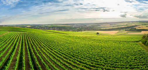 Aerial / Drone panorama of vineyard and agricultural fields in Rheinhessen Germany close to...