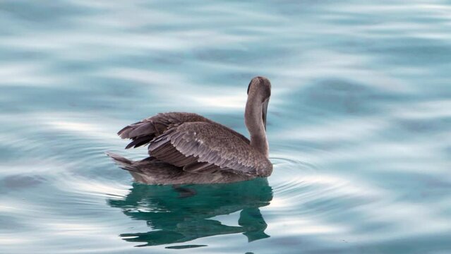 Wildlife in Super Slow Moton 4K 120fps: Brown Pelican bird in the Caribbean Ocean around Curacao