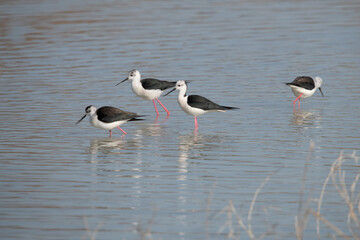 Black-winged stilt in El Hondo natural park.