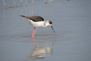 Black-winged stilt in El Hondo natural park.