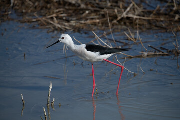 Black-winged stilt in El Hondo natural park.
