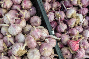 several boxes with heads of garlic.