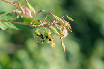 Bursted seed capsule of Himalayan blasam (Impatiens glandulifera).