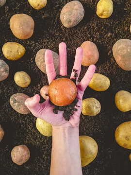 A hand holds a potato on the background of many scattered raw potatoes