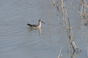 Spotted redshank in El Fondo national park Spain.
