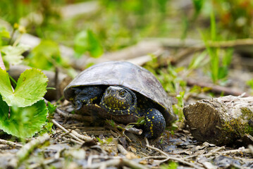 European pond turtle Emys orbicularis on a sunny summer day. Close up.