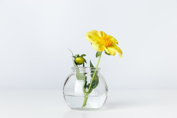 Minimal floral composition, yellow flower in transparent glass vase, aesthetic bloom on table. Spring or summer holiday still life with light background, minimal trend postcard, copy space