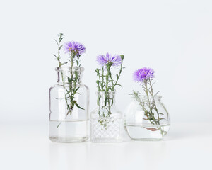 Minimalist bouquets in different glass vases, violet flower bushy aster in transparent bottle with white wall, minimal decor indoor setting. Autumn floral still life with light background
