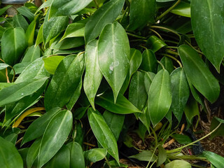 Obraz premium green plant in husk, green leaves background