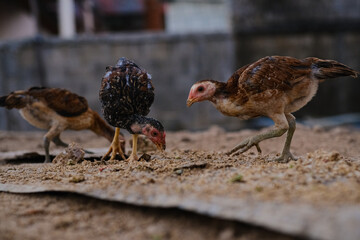 Traditional chicken farm on land in local village of Thailand