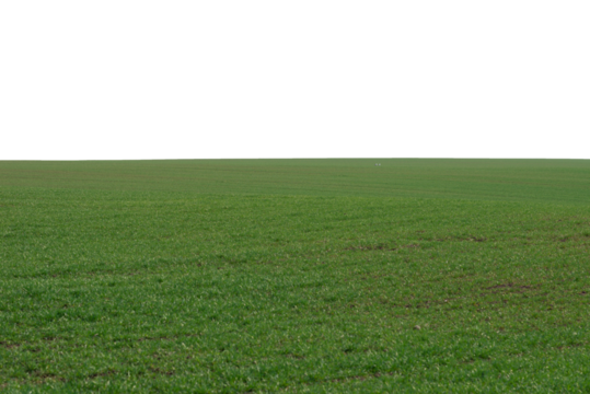 Green field as a background.  Green grass in spring isolated on white background.