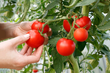 Women's hands pluck ripe tomatoes close-up. The concept of increasing the yield of organic...