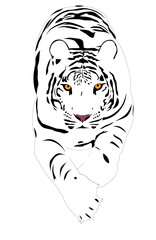 White tiger isolated vector image