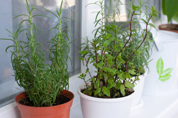 Aromatic herbs on window sill