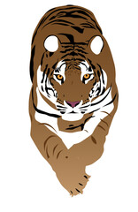 tiger vector illustration isolated