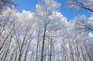 Winter snow-covered birch branches against the blue sky in sunny weather - 531400053