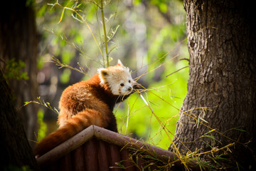 Red panda playing with branches
