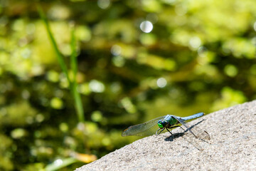 A male blue dasher dragonfly rests lightly on a rock neext to a Wisconsin Lake.