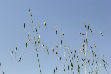 Avena sativa, Common oat, cereal grain grown for human consumption as oatmeal and rolled oat