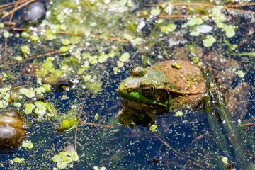 An American Bullfrog sits in the shallows on a Wisconsin Lake on a warm summer day.
