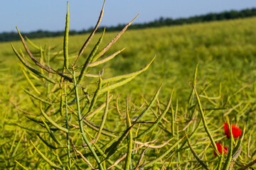 Rape Brassica napus, ripe, dry rape in the field. Ripe dry rapeseed stalks before harvest in day light