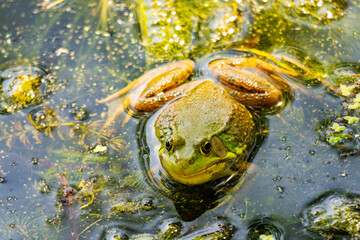 An American Bullfrog sits in the shallows on a Wisconsin Lake on a warm summer day.