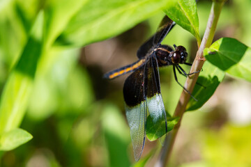 An immature male widow skimmer dragonfly.