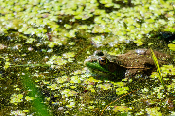 An American Bullfrog sits in the shallows on a Wisconsin Lake on a warm summer day.