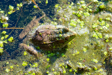 An American Bullfrog sits in the shallows on a Wisconsin Lake on a warm summer day.