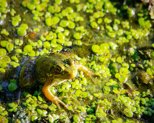 An American Bullfrog sits in the shallows on a Wisconsin Lake on a warm summer day.