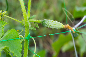 Young green cucumbers vegetables hanging on lianas of cucumber plants in green house