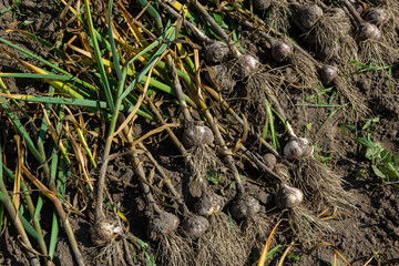 Garlic: Bunch of fresh garlic harvest on soil ground. Freshly dug heads of garlic bulbs