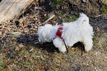 A maltese dog puppy sniffing around in the woods at a walk